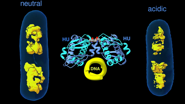 Study Gains New Insight Into Bacterial DNA Packing